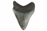Juvenile Megalodon Tooth - Georgia #144367-1
